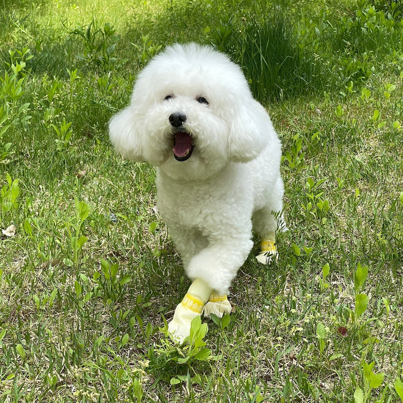 V274-PET-MIR-DDSHOES-VT-PET-MIR-DDSHOES-VT-01.jpg
