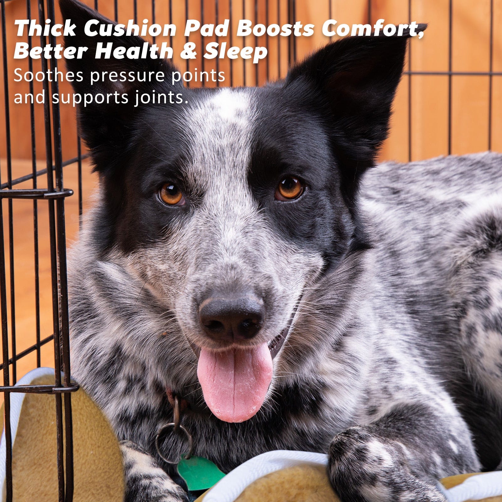 V274-PET-WCCU24-BE-PET-WCCU24-BE-01.jpg